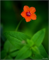 Nom du fichier=imgp7534d.jpg
Taille du fichier=186Ko
Dimensions : 657x800
Ajouté le : 06 Juillet 2012 imgp7534d.jpg