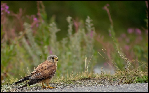 2012-09-16/ Sylve
par Sylve dans [ faune sauvage ]
