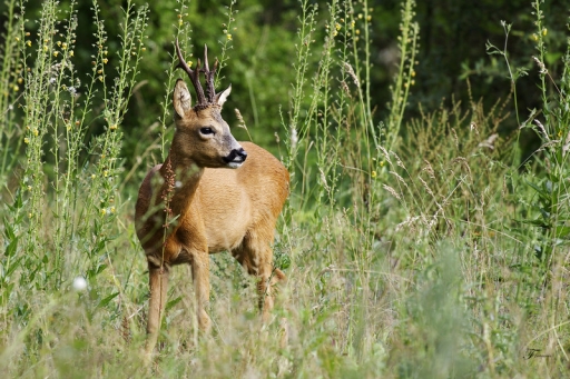 2011-06-17 / deche
par Deche [Faune Sauvage] 
