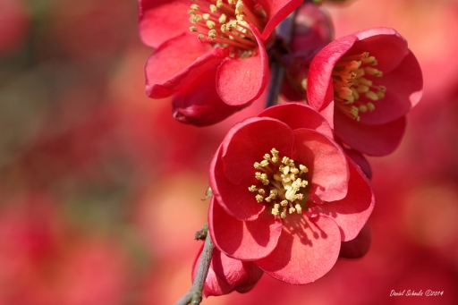 2014-03-23 / Kichon78
Kichon78 [ Fleurs ]
