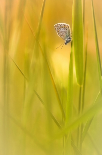 2014-05-04 /  Olilignan
Olilignan  "Macro et proxi 2014 part 2"
