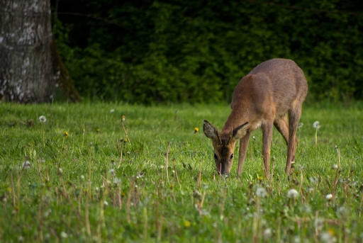 2013-05-10
Mathieu "Affut chevreuil aussi"
