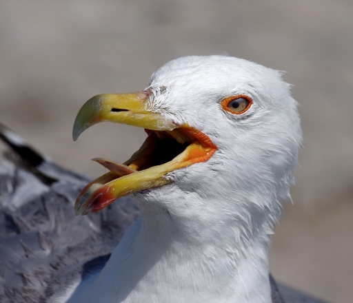 2013-12-08 / Algil
Algil [faune sauvage]
