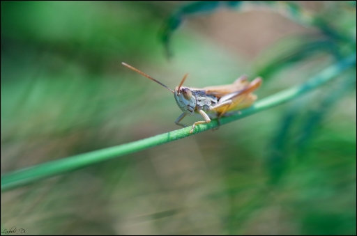2015/06/28- Ludovic
Ludovic  - Macro et Proxiphoto
