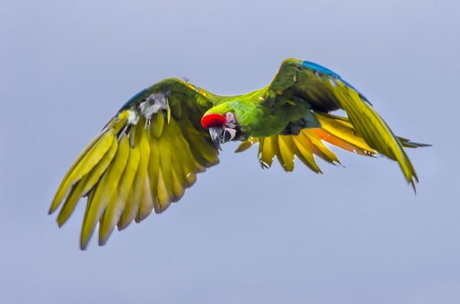 2015-07-18/cmauriac
cmauriac [ Faune sauvage ]
