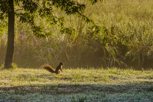 2015-09-13/cmauriac
Cmauriac [Faune sauvage] 
