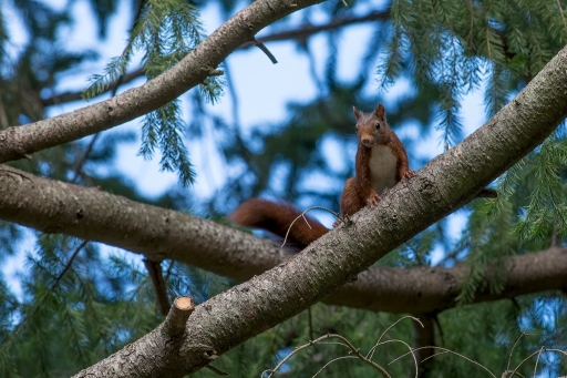 2015-09-13/christiandre
christiandre [ Faune Sauvage ]
