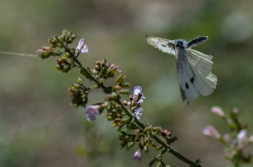 2015-09-27  / Ludovic
Ludovic [ macro - et proxiphoto nature ]
