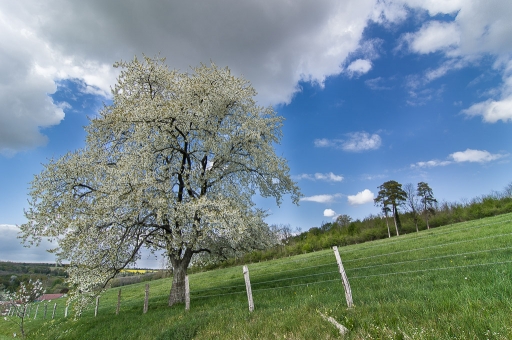 2014-04-20 / Galuchar
Galuchar [Arbres forets vegetation]

