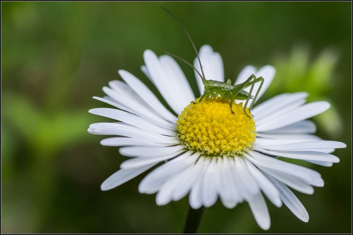 2013-04-05 / Jp49
Jp49  [ Fleur ]
