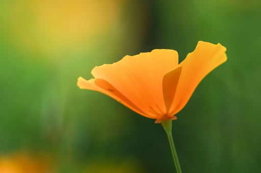 2013-07-13 / Gko
Gko [ Fleurs ]
