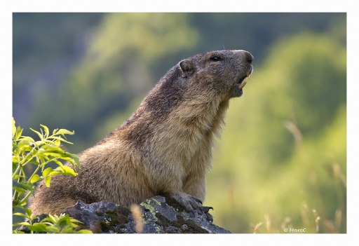 2012-09-02/randos74
par Randos74 dans [ Faune Sauvage ]
