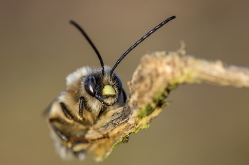 2013-03-08 /olilignan 
olilignan [Macro et proxi-photo]
