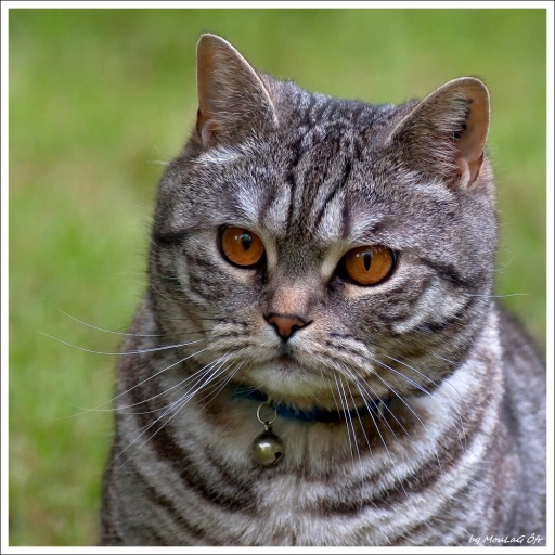 2011-01-07 / Moulag'ofr 
 Par : Moulag'ofr [ Animaux de compagnie ]
