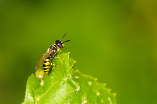 2012-08-26 / Olilignan
Par Olilignan - [ Macro et proxi photo ] 
