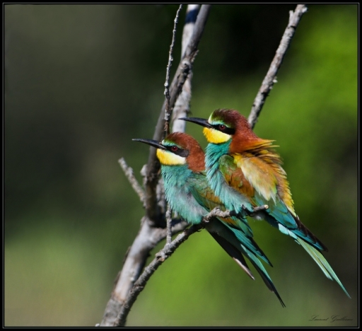 2013-05-26 / Lolo26
Lolo26 [ Faune Sauvage ]
