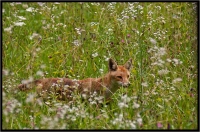 Nom du fichier=11072810435257567.jpg
Taille du fichier=306Ko
Dimensions : 1020x676
Ajouté le : 28 Juillet 2011 11072810435257567.jpg