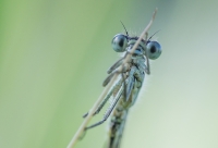 Nom du fichier=O3RXxFMC29.jpg
Taille du fichier=339Ko
Dimensions : 1024x701
Ajouté le : 04 Juillet 2013 O3RXxFMC29.jpg