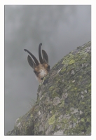 Nom du fichier=sLM3ZlRlbU.jpg
Taille du fichier=245Ko
Dimensions : 620x900
Ajouté le : 09 Juin 2012 sLM3ZlRlbU.jpg