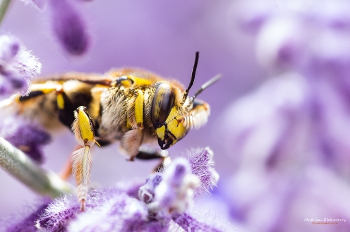 2017-07-01 / Ace_Denghar
Ace_Denghar [Macro et Proxi]
