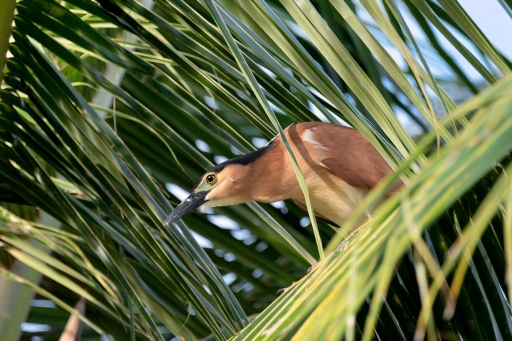 2022-08-07 / Kanaky
Kanaky [Faune sauvage]
