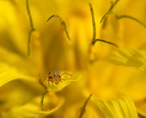 2017-01-25 / Olilignan
Olilignan [Macro et proxi]
