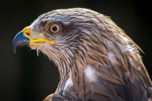 2017-01-29 / Ludovic
Ludovic [Animaux domestiques ou captifs]
