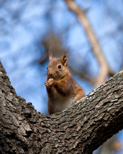 2017-02-04 / Gedeon
Gedeon [Faune sauvage]
