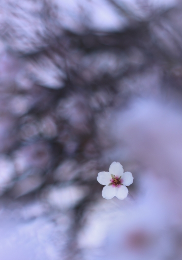 2017-02-26 / Olilignan
Olilignan [Vos Series - Fleur d'Amandier]
