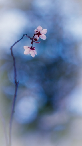 2017-03-15 / Olilignan
Olilignan [Flore et botanique]
