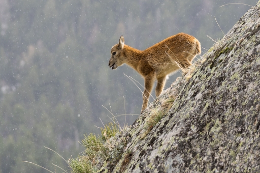 2017-06-03 / ASM
ASM [Faune sauvage]
