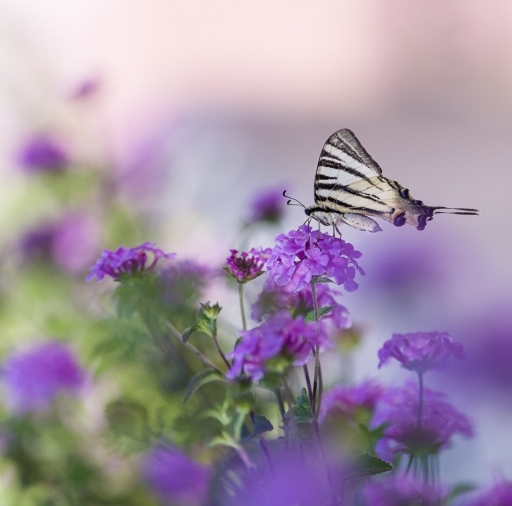 2017-07-09 / Olilignan
Olilignan [Vos series - Quelques papillons de Corse]
