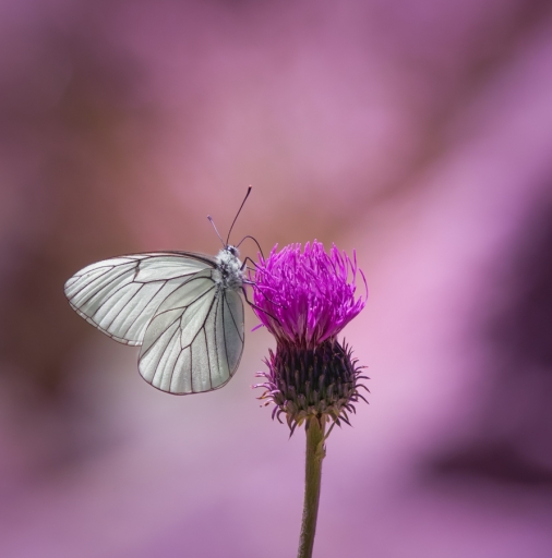 2017-08-06 / Olilignan
Olilignan [vos series - Quelques insectes]
