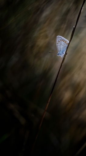 2017-08-12 / Olilignan
Olilignan [Macro et proxi]
