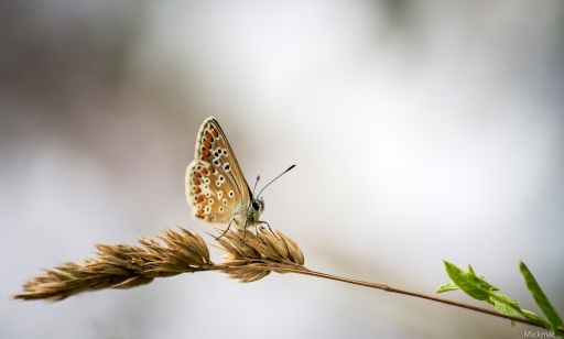 2017-09-10 / Mickmac
Mickmac [Macro et proxi]
