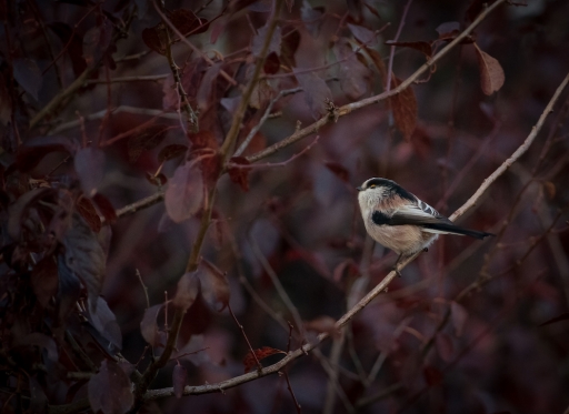 2017-11-04 / Mickmac
Mickmac [Faune sauvage]
