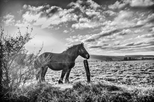 2017-12-24 / Hermes
Hermes [Animaux domestiques ou captifs]
