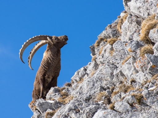 2018-01-21 / ASM
ASM [Faune sauvage]
