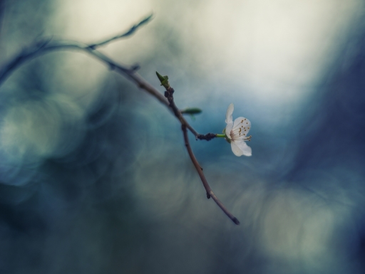 2018-02-17 / Olilignan
Olilignan [Flore et Botanique]
