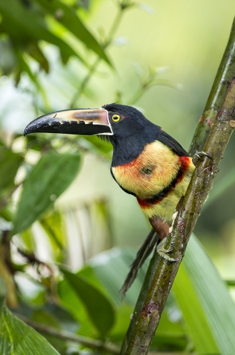 2018-03-19 / DS29
DS29 [Vos series - Costa Rica : les oiseaux]
