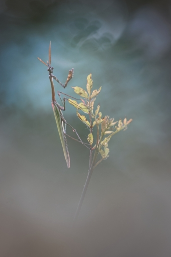 2018-05-25 / Donlope01
Donlope01 [Macro et proxi]
