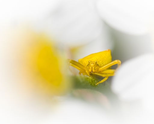 2018-05-27 / Olilignan
Olilignan [Macro et proxi]
