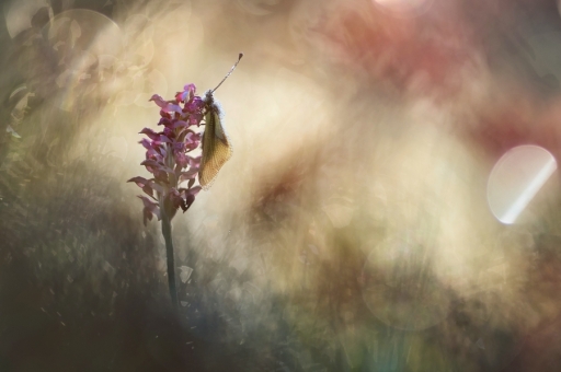 2018-06-06 / Donlope01
Donlope01 [Macro et proxi]
