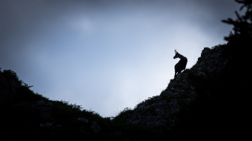 2018-06-20 / ASM
ASM [Faune sauvage]
