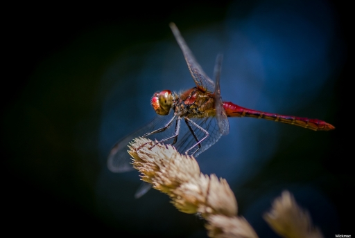 2018-08-05 / Mickmac
Mickmac [MAcro et proxi]
