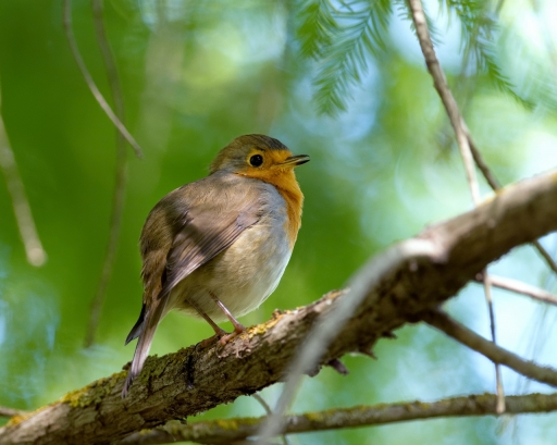 2018-10-07 / Lux
Lux [Faune sauvage]
