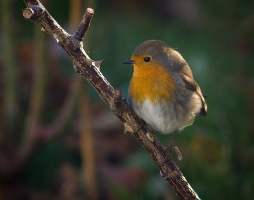 2018-12-23 / Mickmac
Mickmac [Faune sauvage]
