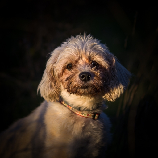 2019-01-20 / Olilignan
Olilignan [Animaux domestiques et captifs]
