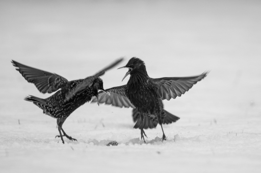 2019-01-27 / Mickmac
Mickmac [vos series - Dans mon jardin d'hiver]
