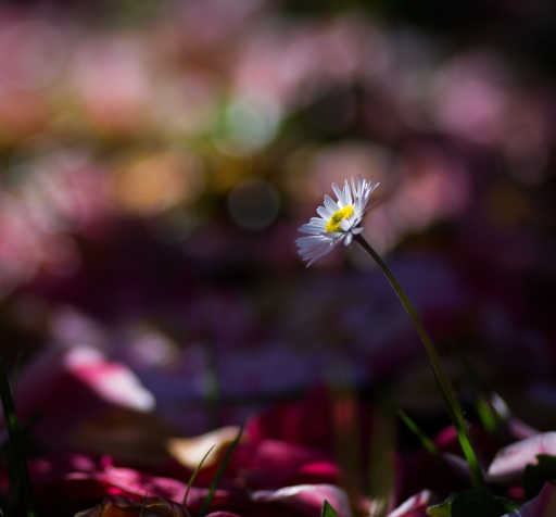 2019-03-16 / LeBernard
LeBernard [Flore et botanique]
